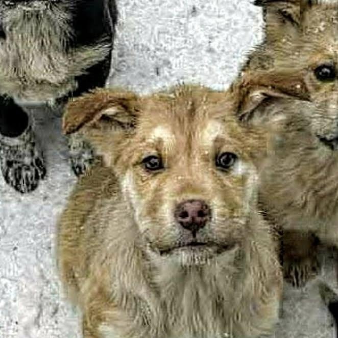 Kiwetin (20260120-06)