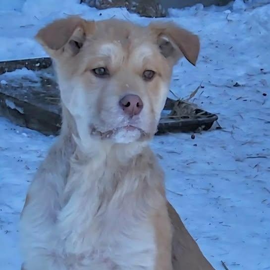 Kiwetin (20260120-06) — thumbnail 2