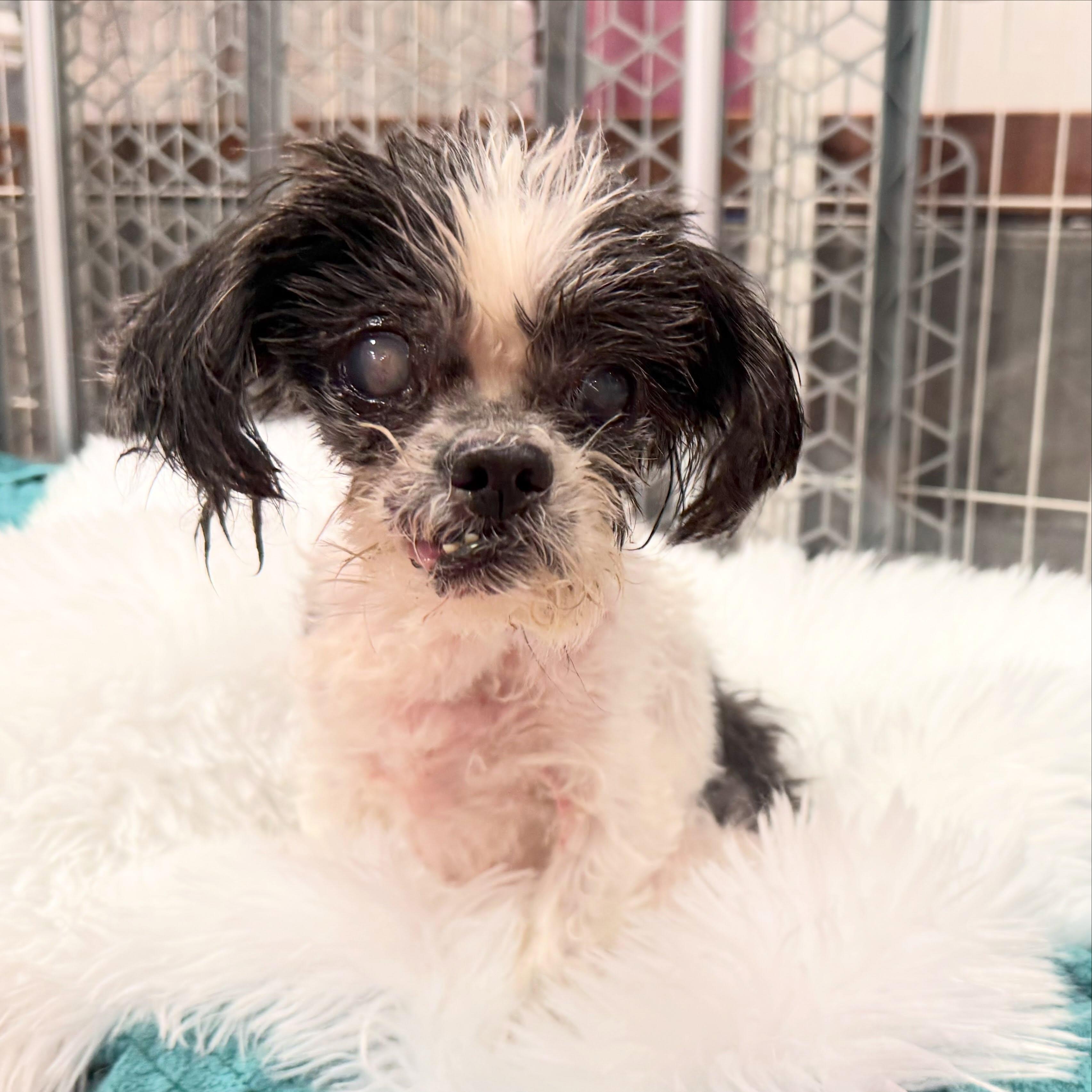 Opal, adopted, Senior Female Shih Tzu & Maltese.