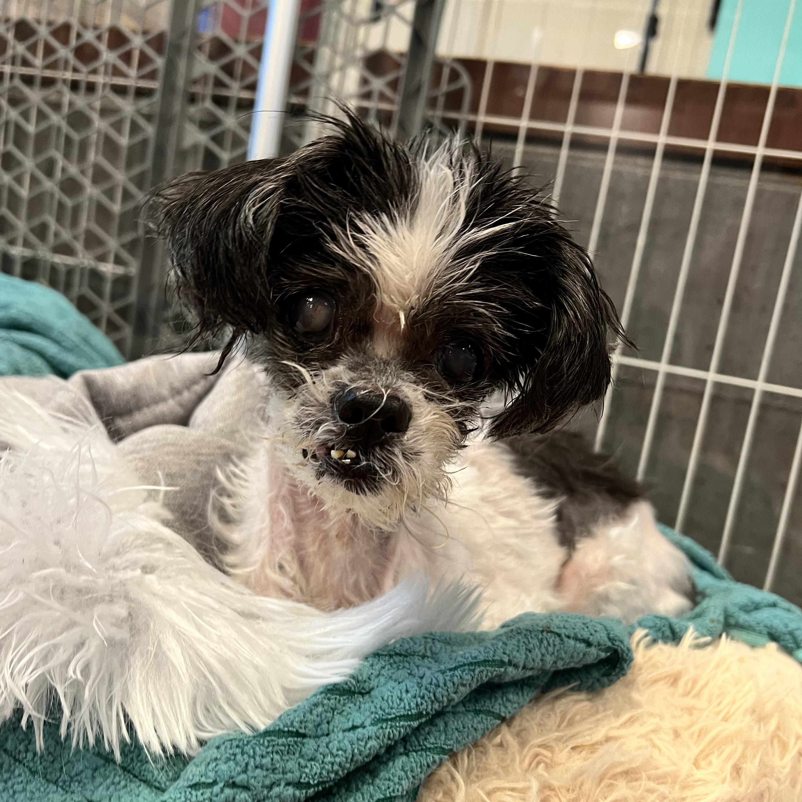 Enlarge Opal, an adopted mixed breed in Foster, RI image 3/3