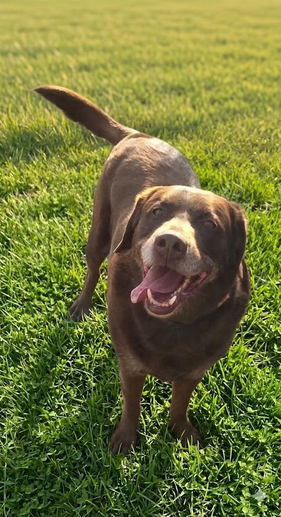 Enlarge Hershey, an adopted Chocolate Labrador Retriever in Saint George, UT image 1/1