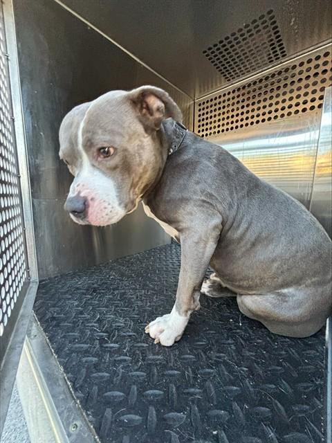 Enlarge DOMINO, a Adoptable American Staffordshire Terrier in Lees Summit, MO image 1/1