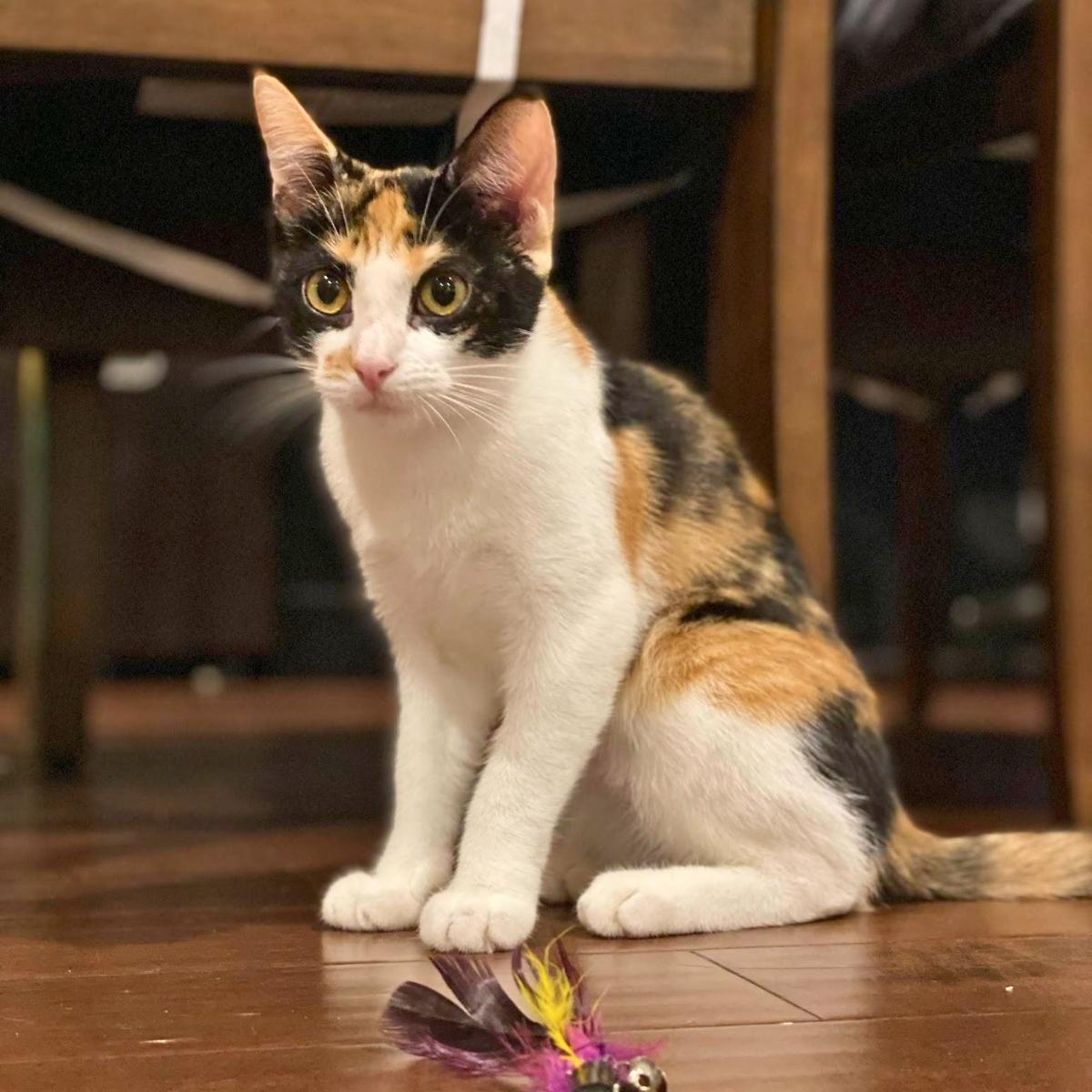 Yum Yum, a ADOPTABLE Domestic Short Hair in Manhattan Beach, CA image 2/4