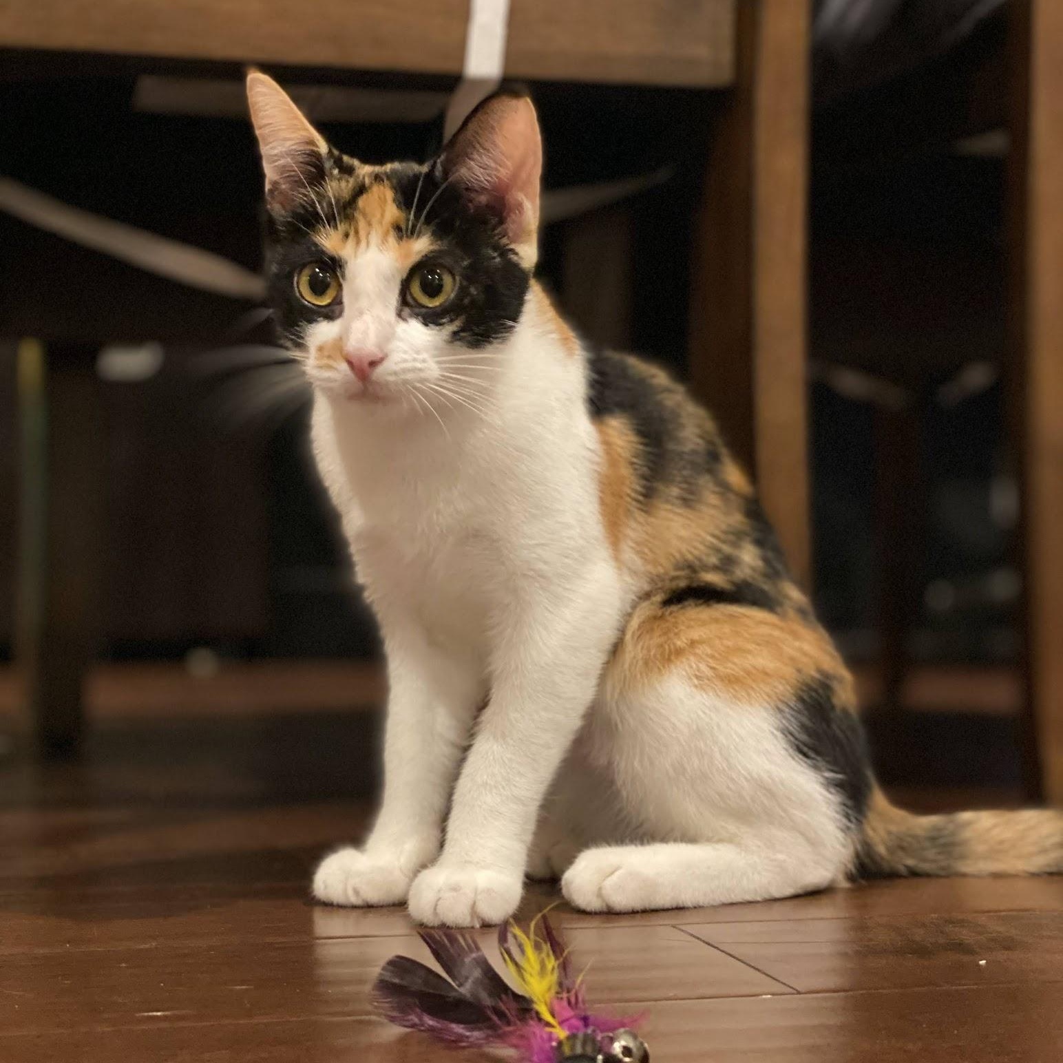 Enlarge Yum Yum, a ADOPTABLE Domestic Short Hair in Manhattan Beach, CA image 2/4