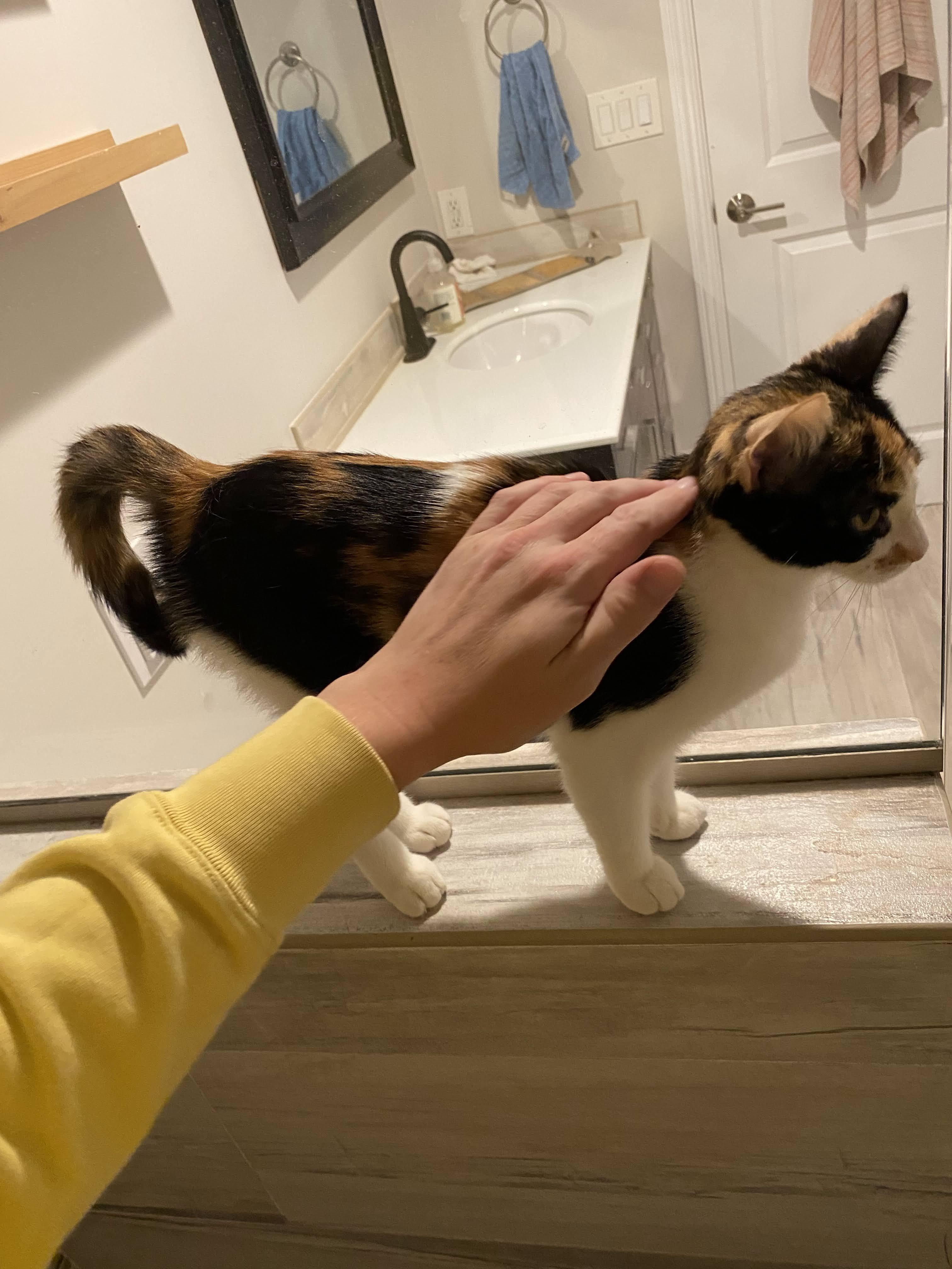 Enlarge Yum Yum, a ADOPTABLE Domestic Short Hair in Manhattan Beach, CA image 3/4