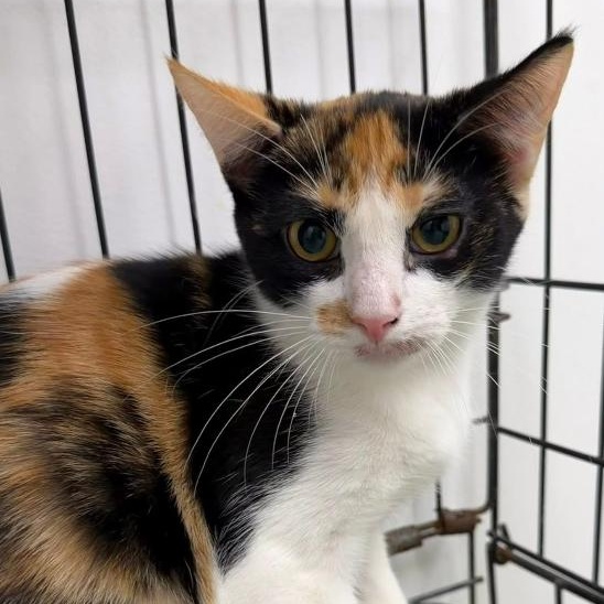 Enlarge Yum Yum, a ADOPTABLE Domestic Short Hair in Manhattan Beach, CA image 4/4