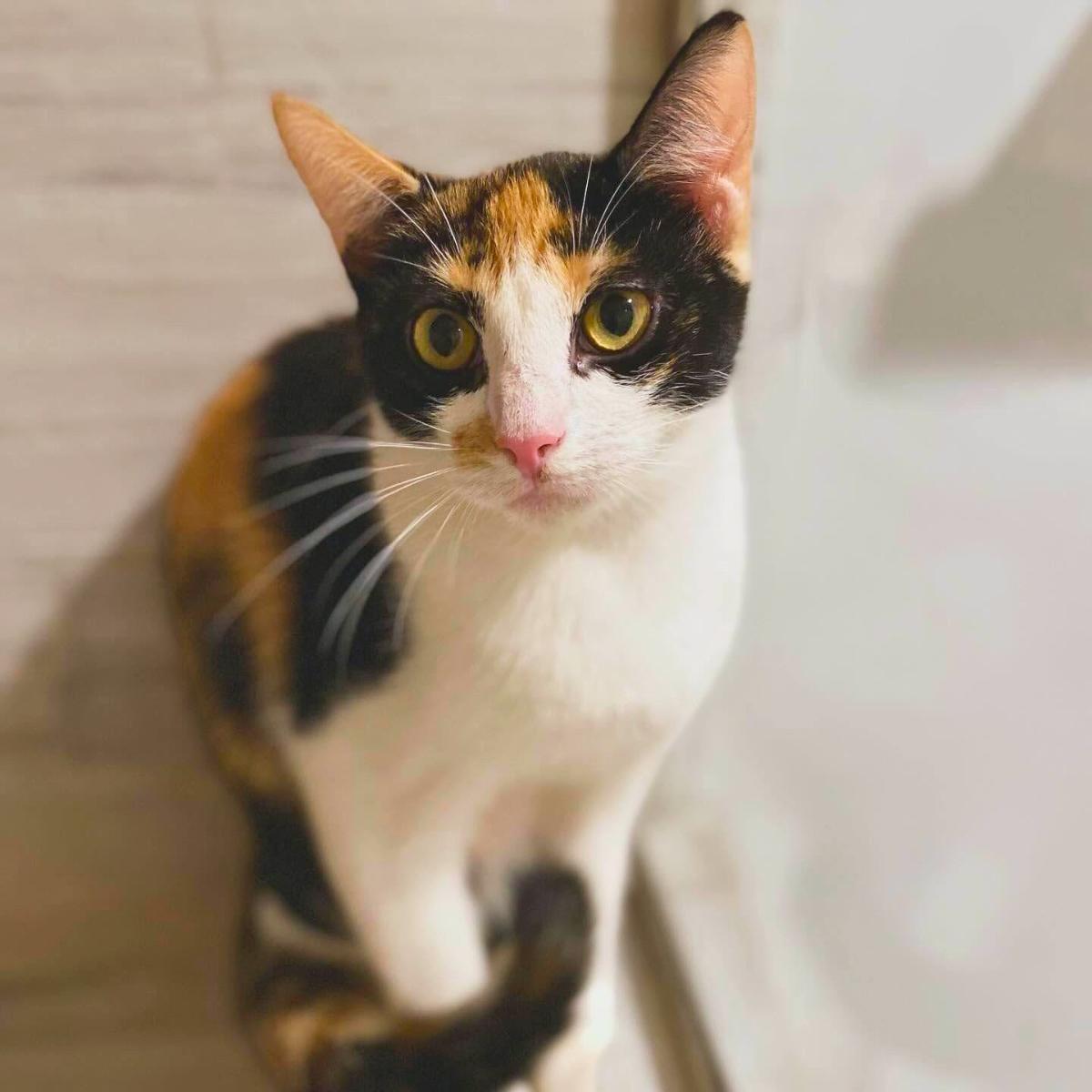 Yum Yum, ADOPTABLE, Kitten Female Domestic Short Hair.