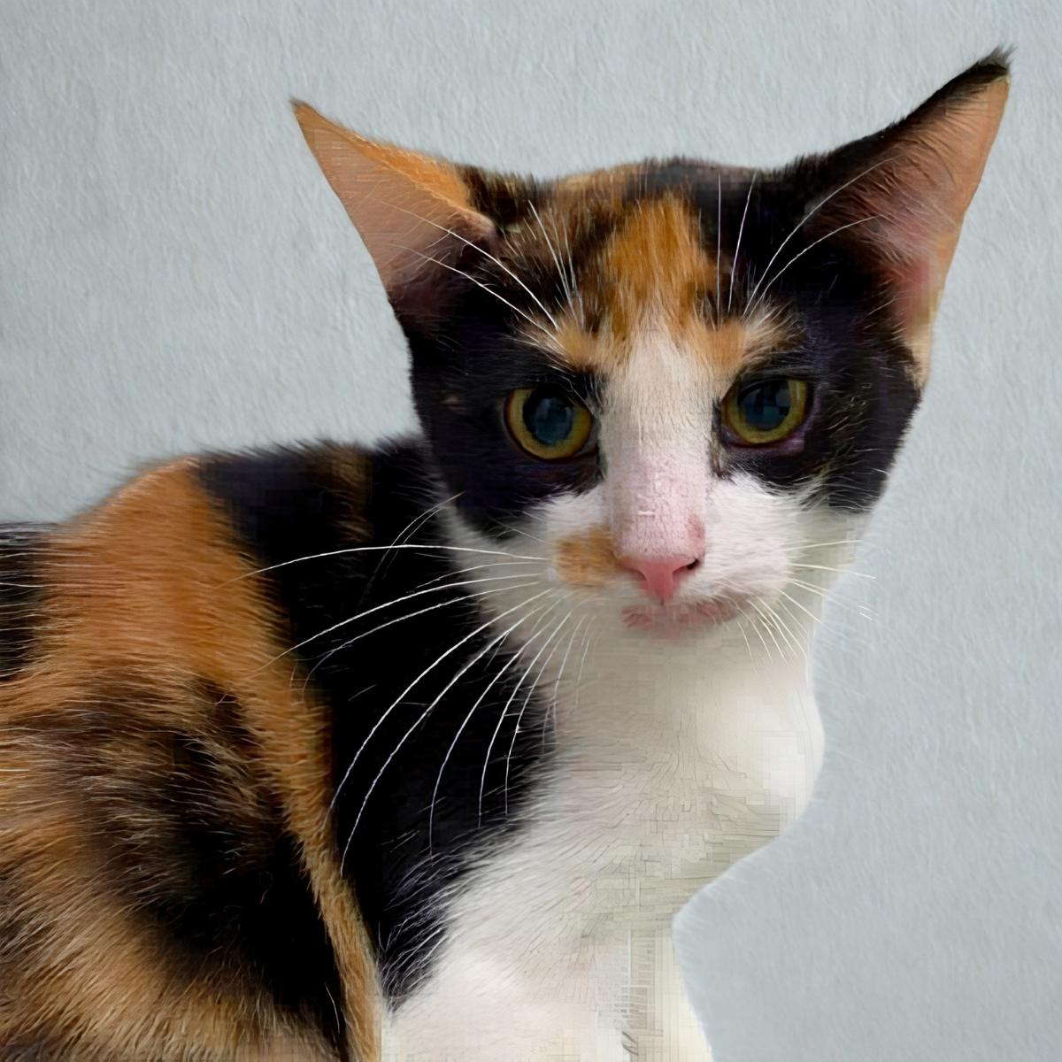 Yum Yum, a ADOPTABLE Domestic Short Hair in Manhattan Beach, CA image 3/4