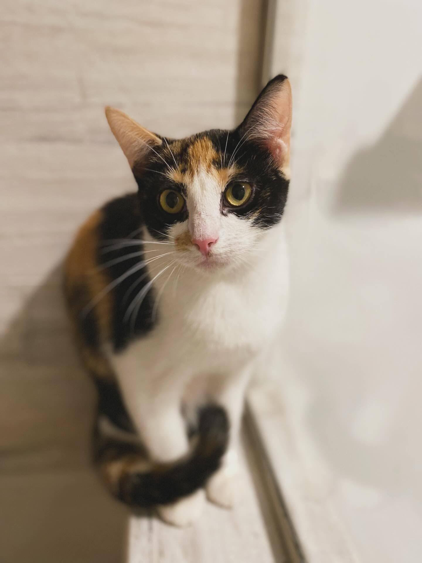 Yum Yum, ADOPTABLE, Kitten Female Domestic Short Hair.