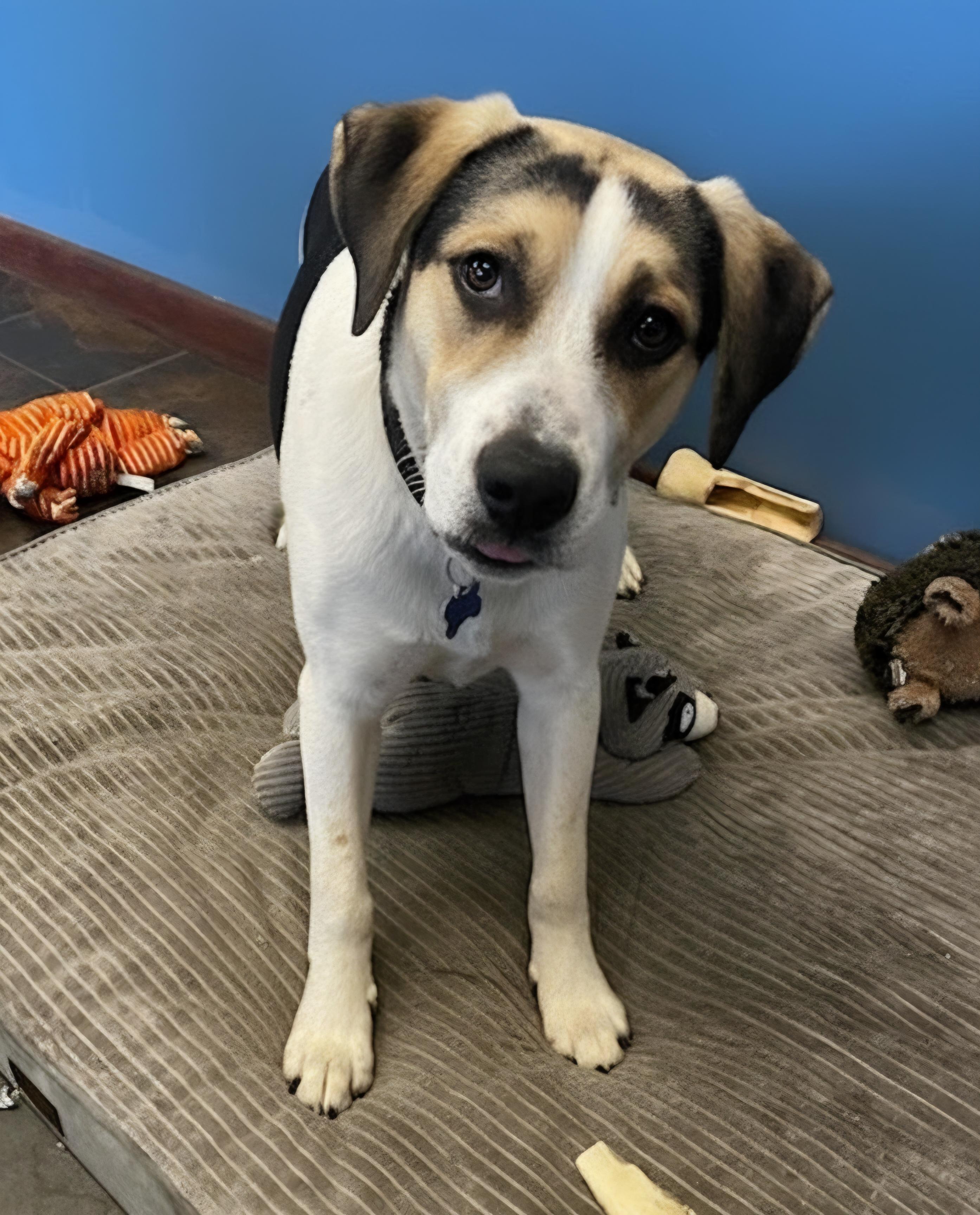 Bosco, Adoptable, Young Male Australian Cattle Dog / Blue Heeler & Treeing Walker Coonhound.