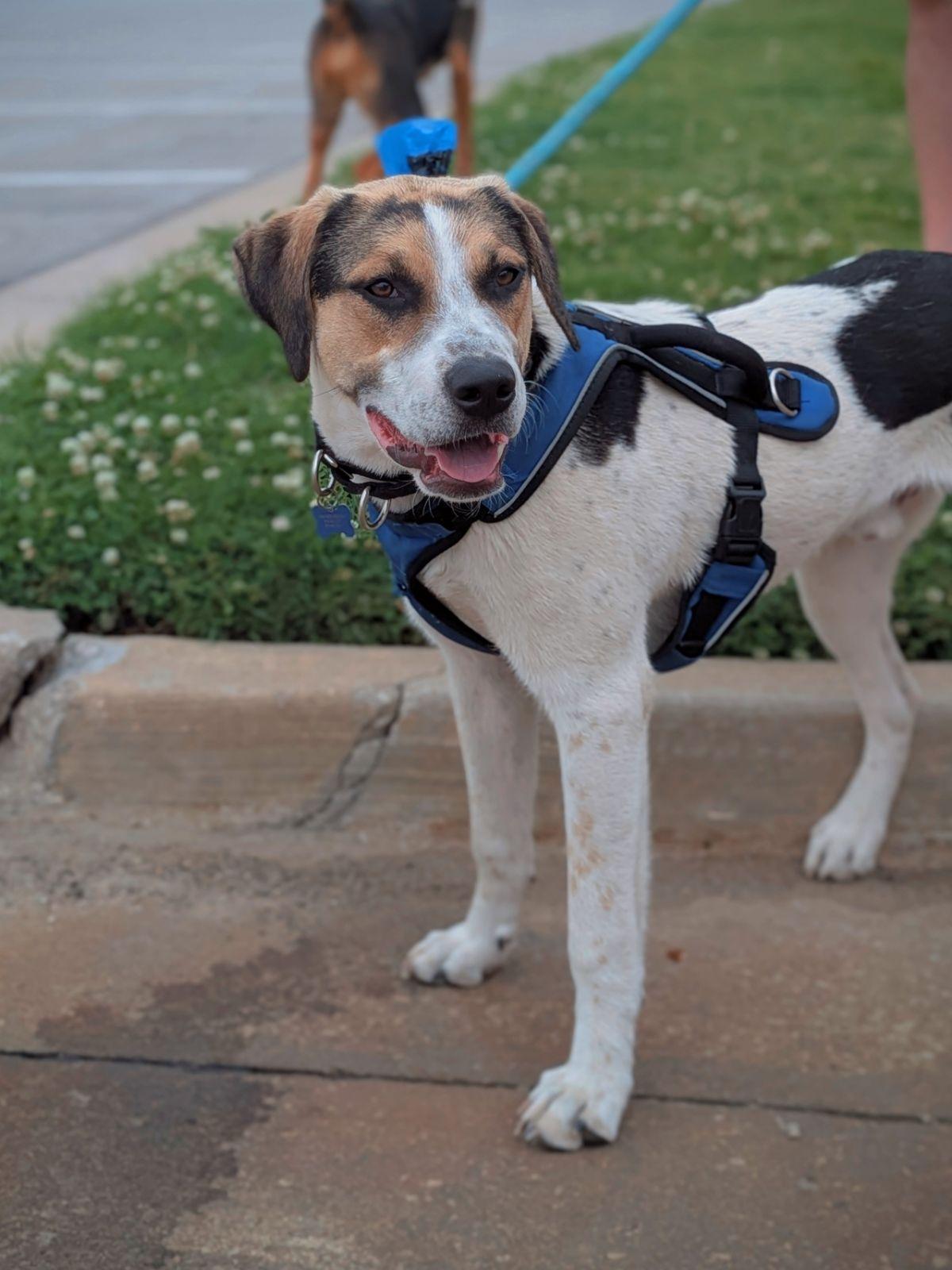 Enlarge Bosco, a Adoptable mixed breed in TULSA, OK image 1/6