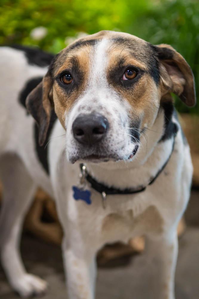 Enlarge Bosco, a Adoptable mixed breed in TULSA, OK image 2/6