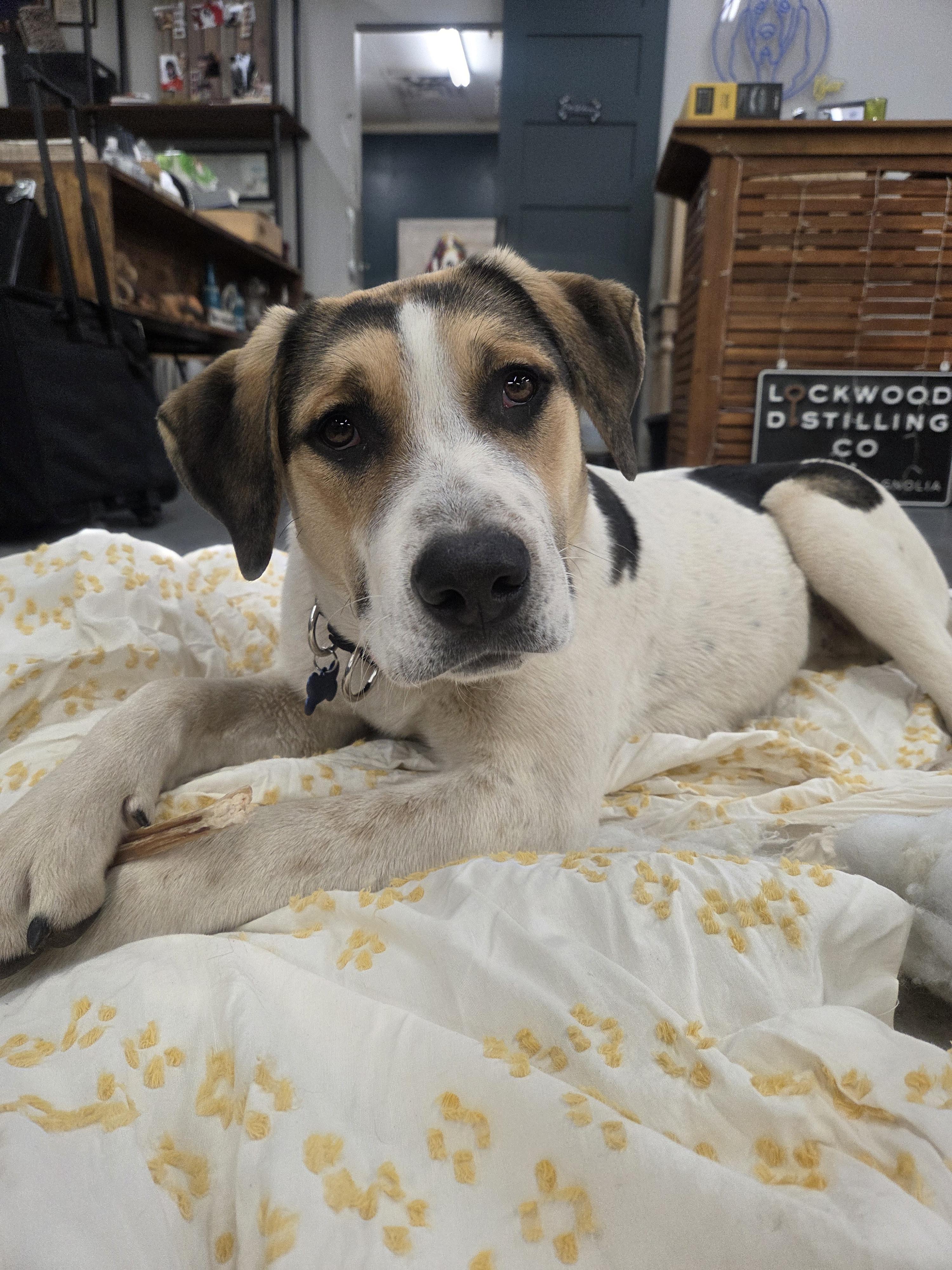 Bosco, Adoptable, Young Male Australian Cattle Dog / Blue Heeler & Treeing Walker Coonhound.