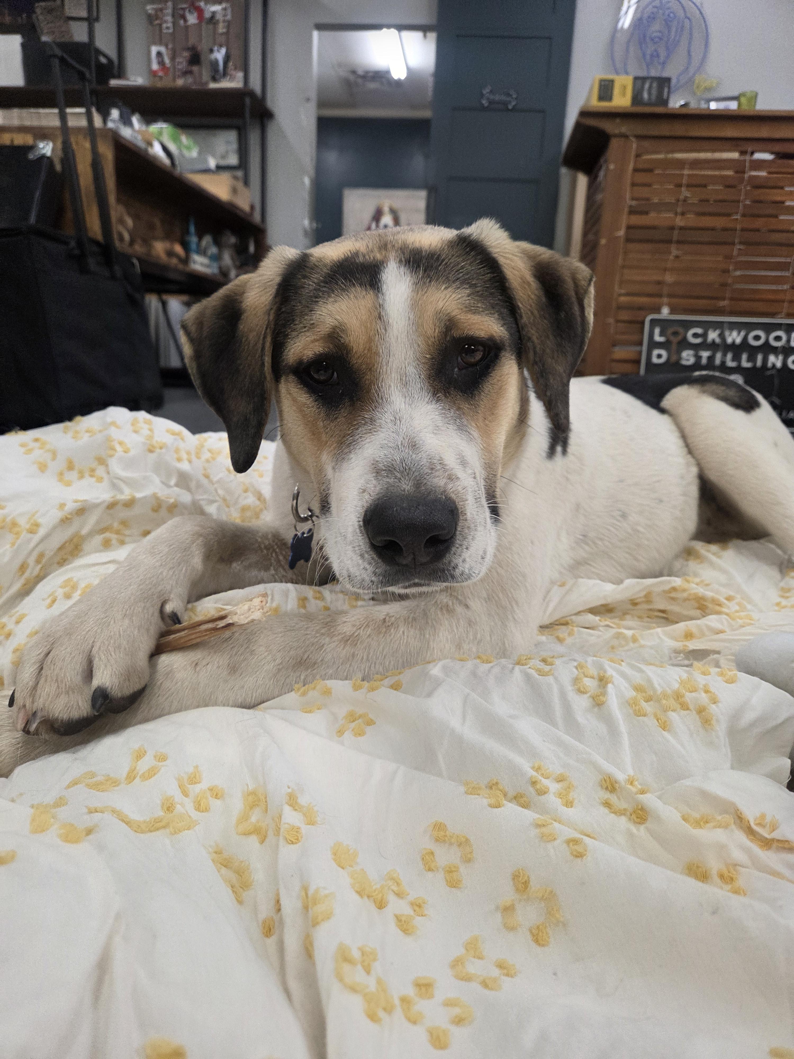 Enlarge Bosco, a Adoptable mixed breed in TULSA, OK image 2/5