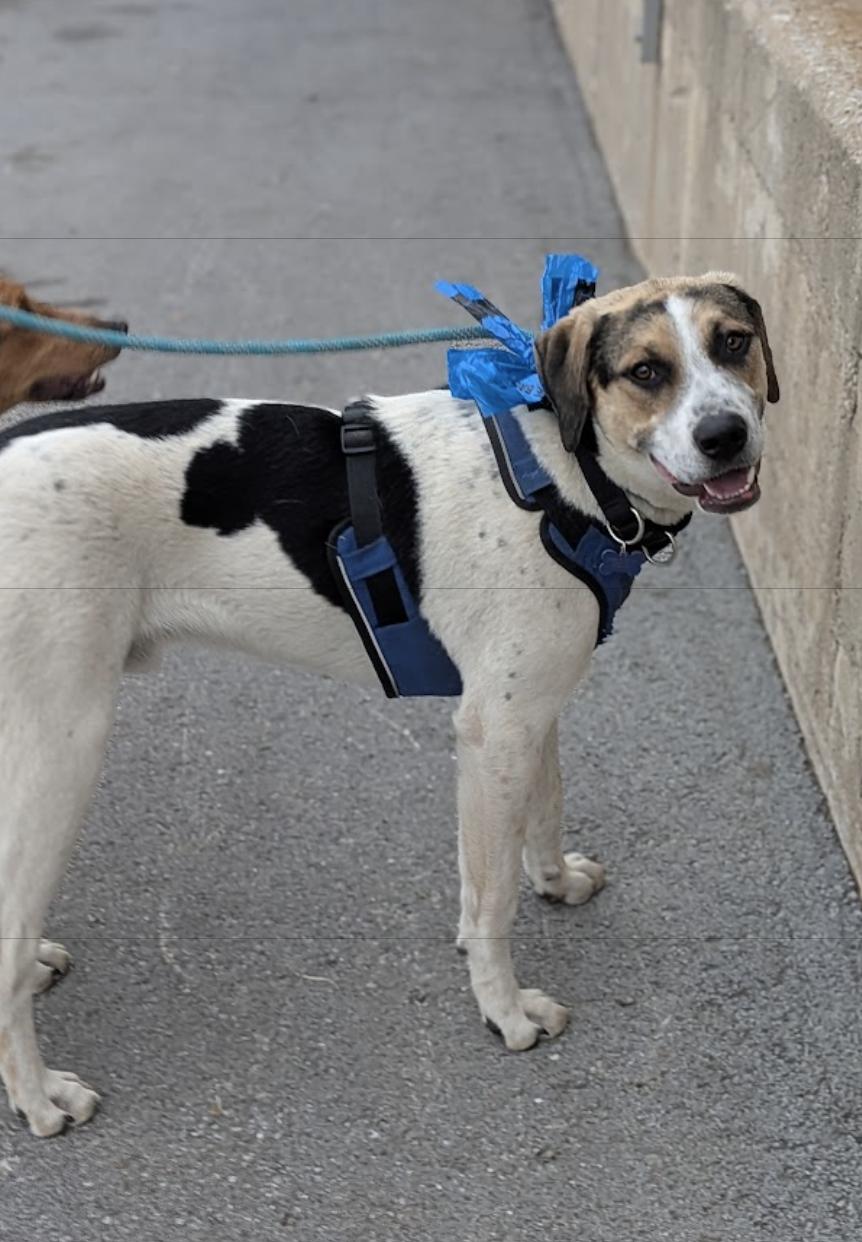 Enlarge Bosco, a Adoptable mixed breed in TULSA, OK image 3/6