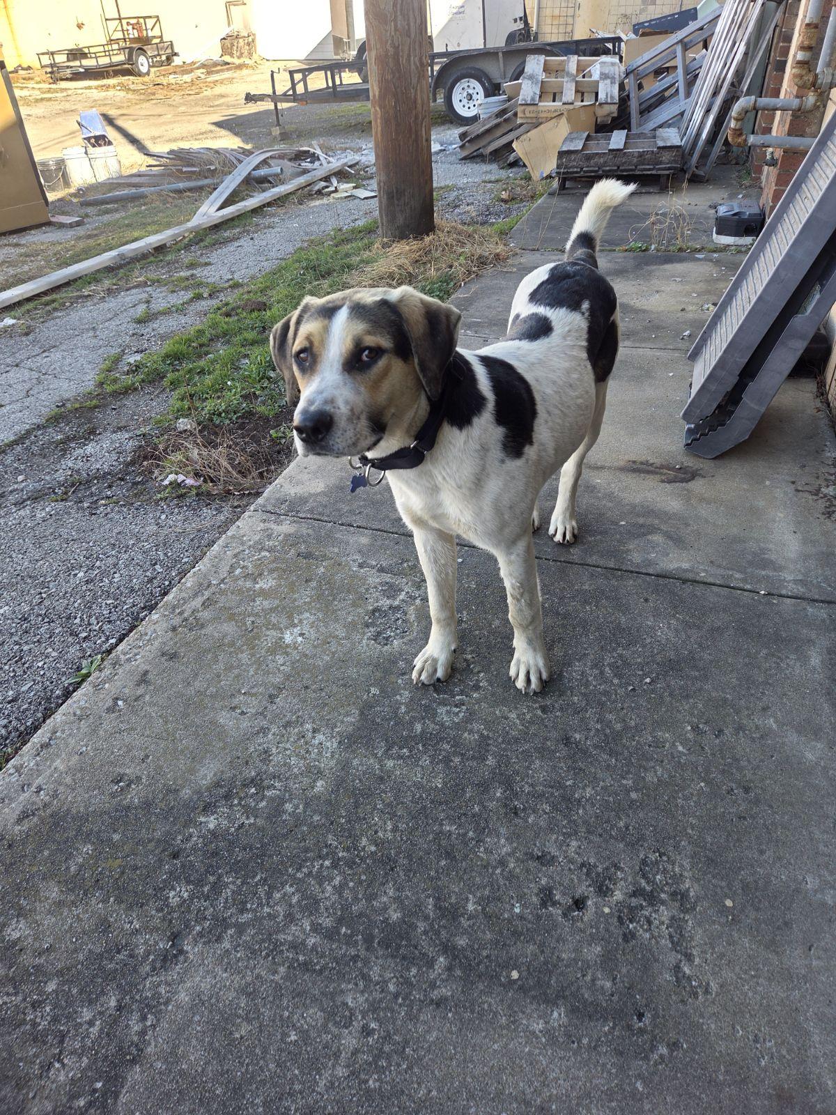 Enlarge Bosco, a Adoptable mixed breed in TULSA, OK image 3/5