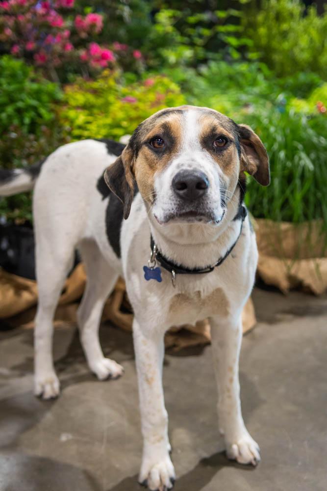 Enlarge Bosco, a Adoptable mixed breed in TULSA, OK image 4/6