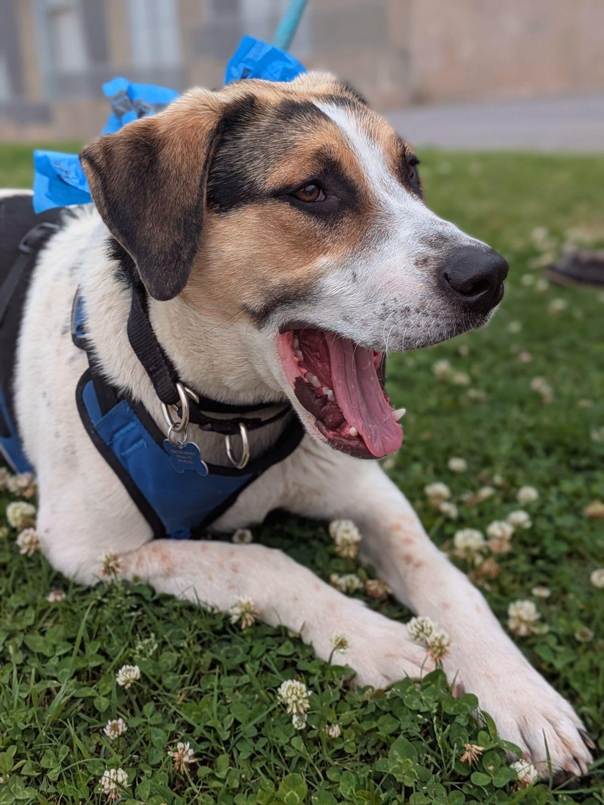 Enlarge Bosco, a Adoptable mixed breed in TULSA, OK image 5/6