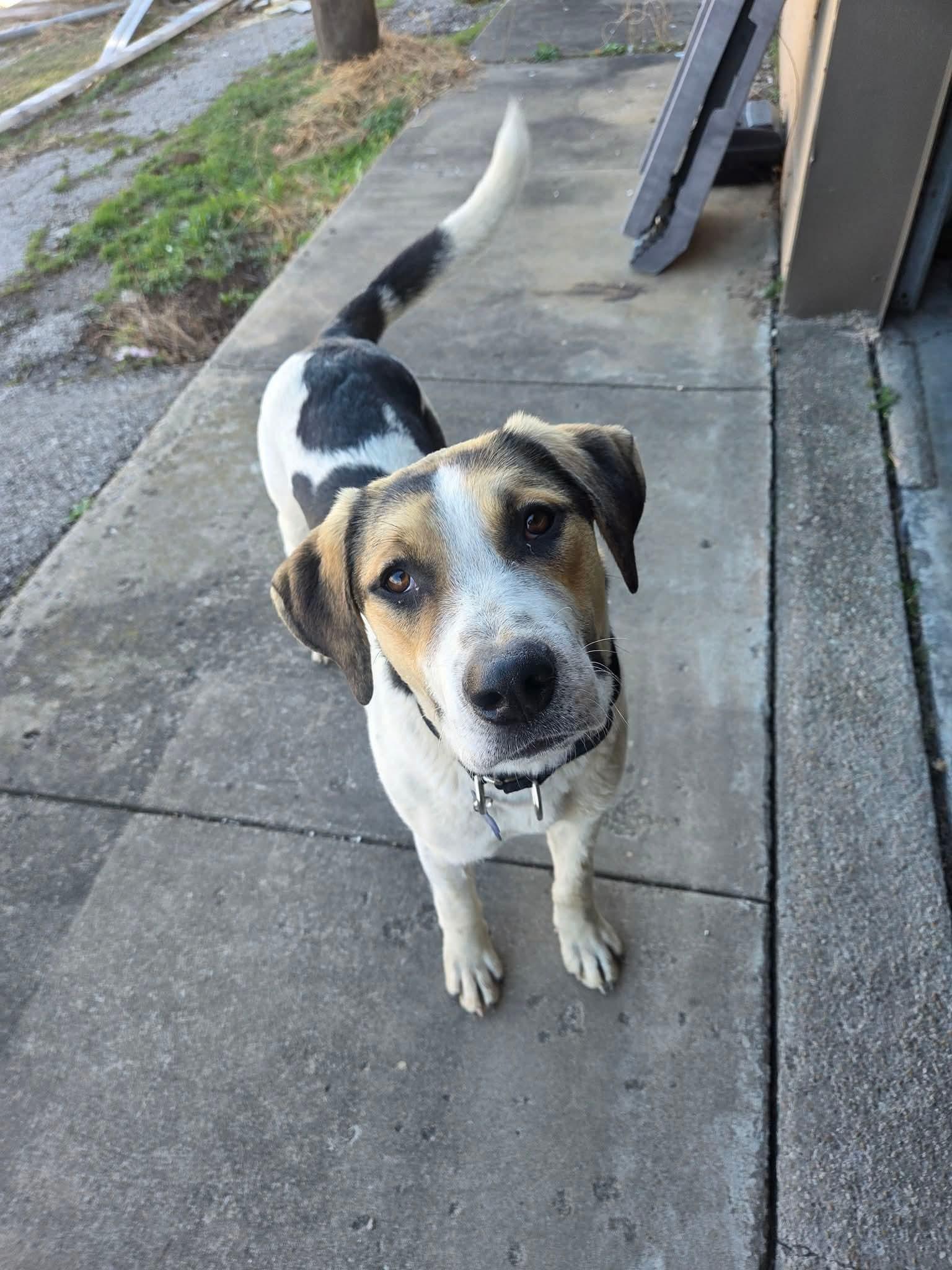 Enlarge Bosco, a Adoptable mixed breed in TULSA, OK image 5/5