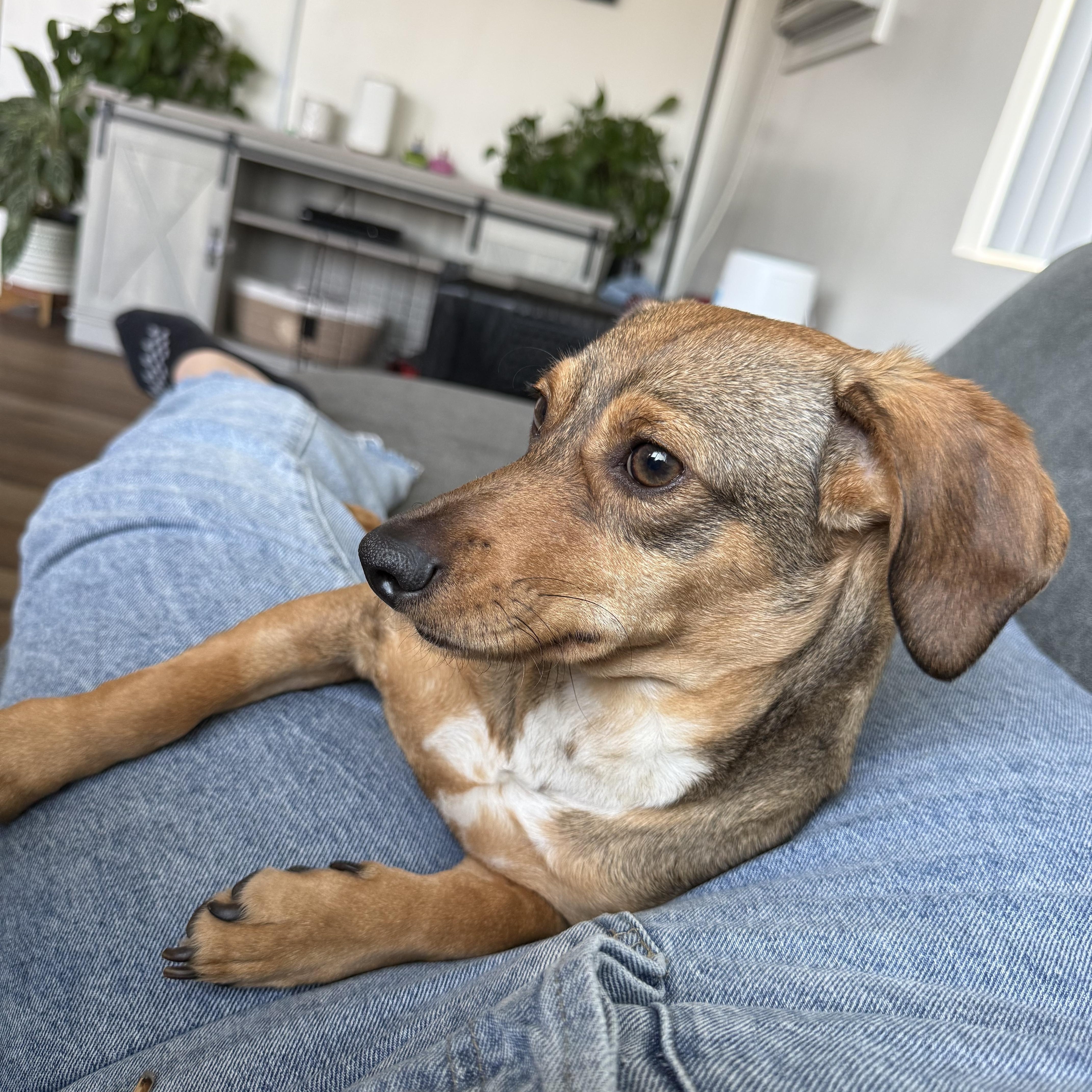 Reeses, a Adoptable Dachshund in Murrieta, CA image 2/2