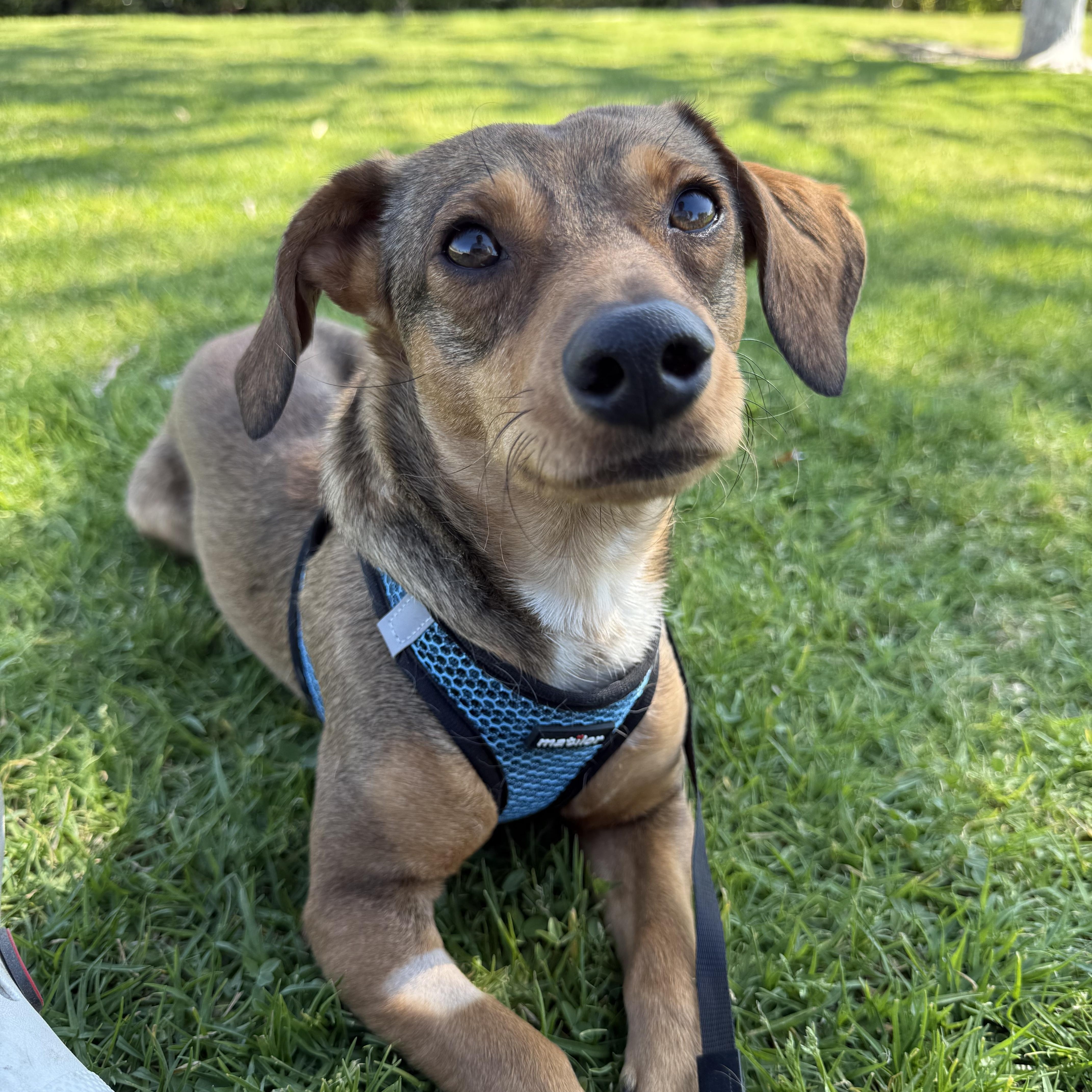 Enlarge Reeses, a Adoptable Dachshund in Murrieta, CA image 1/1