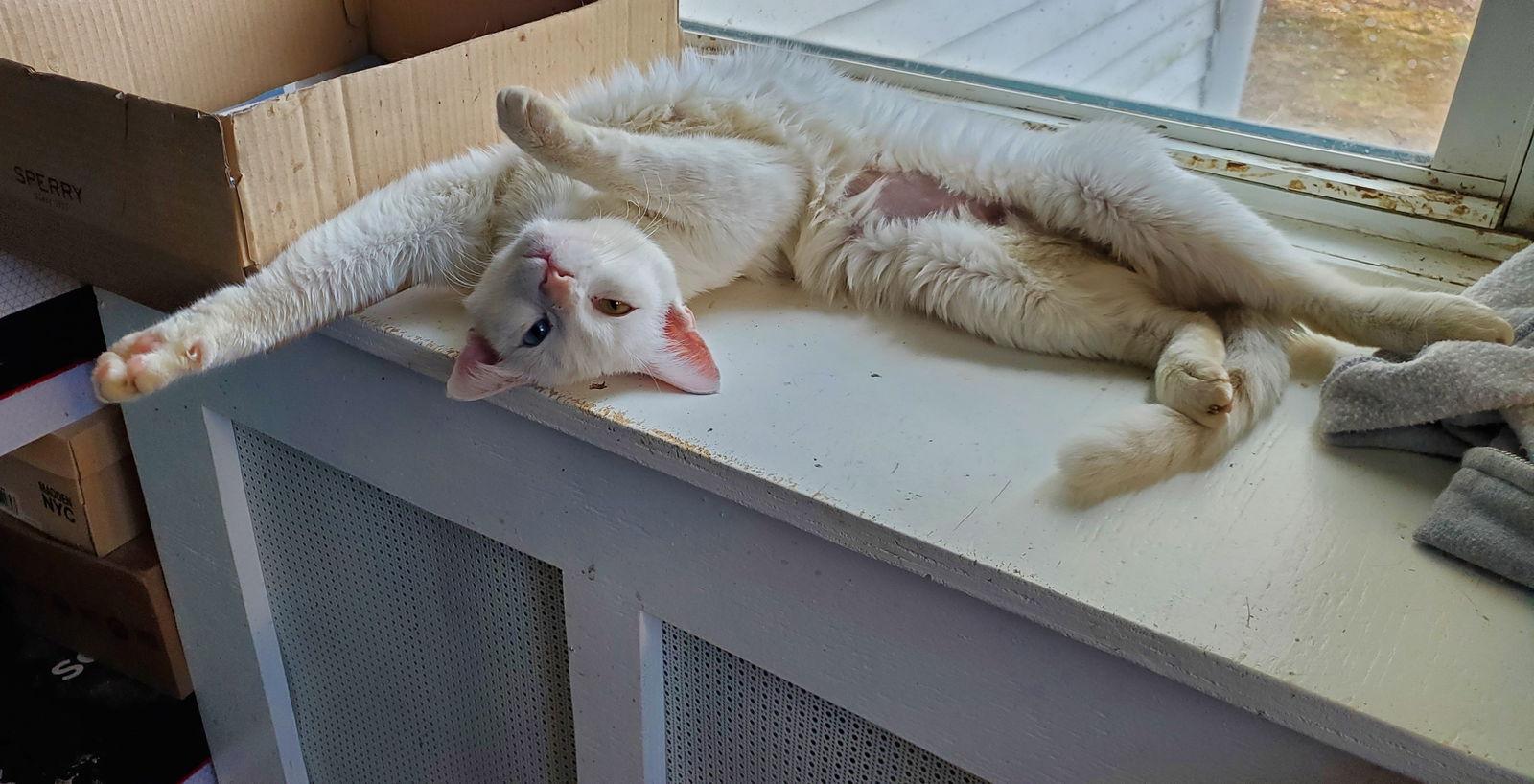 Enlarge Winter, a Adoptable Domestic Short Hair in Naugatuck, CT image 1/3