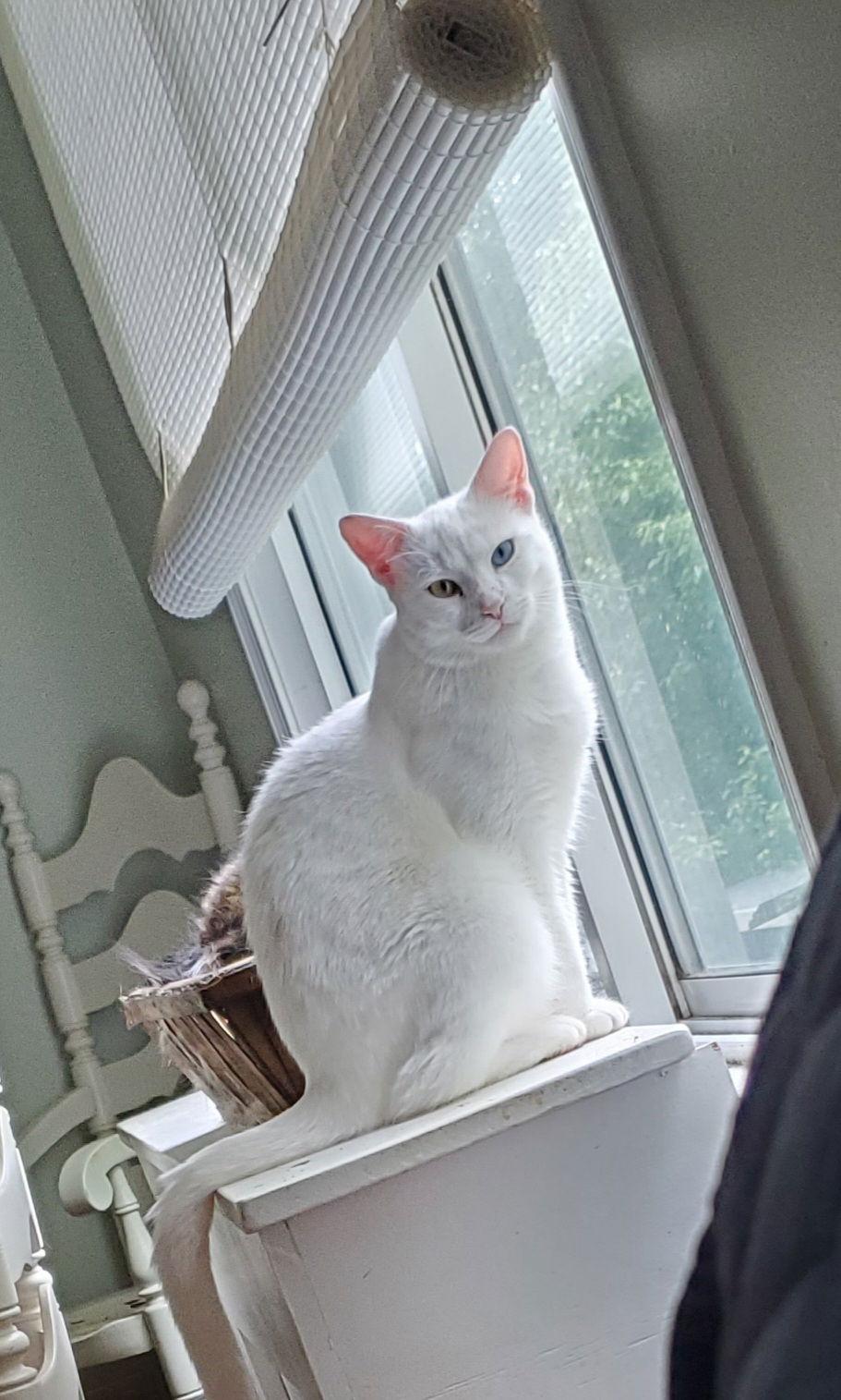 Enlarge Winter, a Adoptable Domestic Short Hair in Naugatuck, CT image 3/3