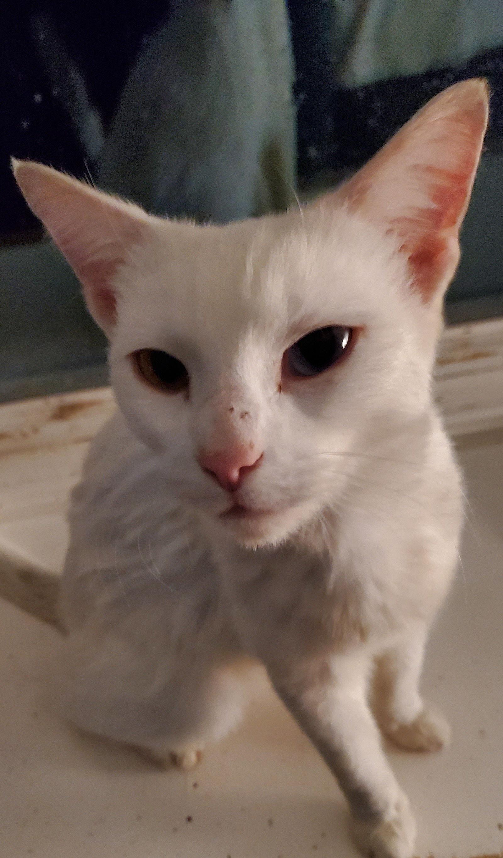 Enlarge Winter, a Adoptable Domestic Short Hair in Naugatuck, CT image 3/3