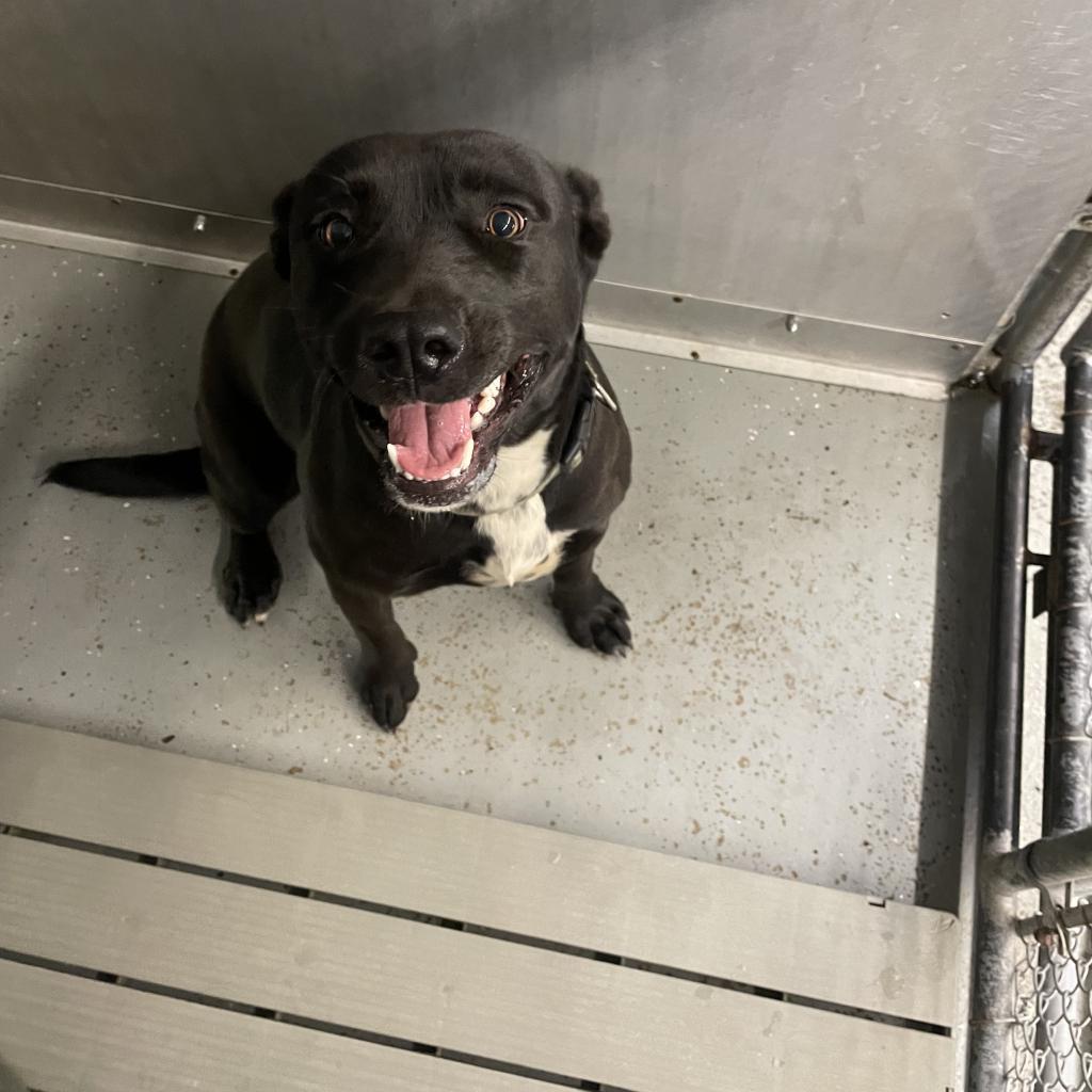 Enlarge Pepper, a Adoptable mixed breed in Galax, VA image 1/1