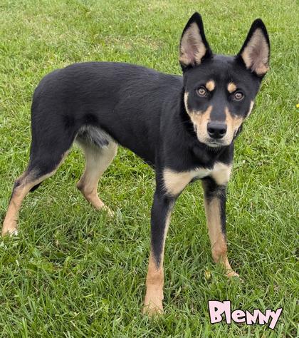 Blenny, Adoptable, Adult Male Shepherd & Husky.