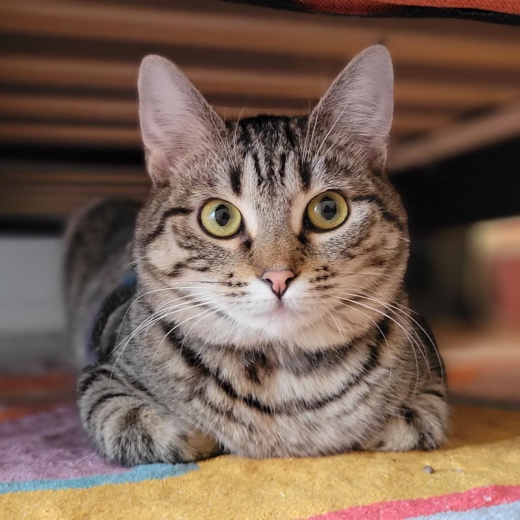 Drizella, Adoptable, Young Female Domestic Short Hair.