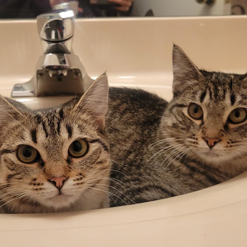 Drizella, a Adoptable Domestic Short Hair in Columbia, MO image 4/6