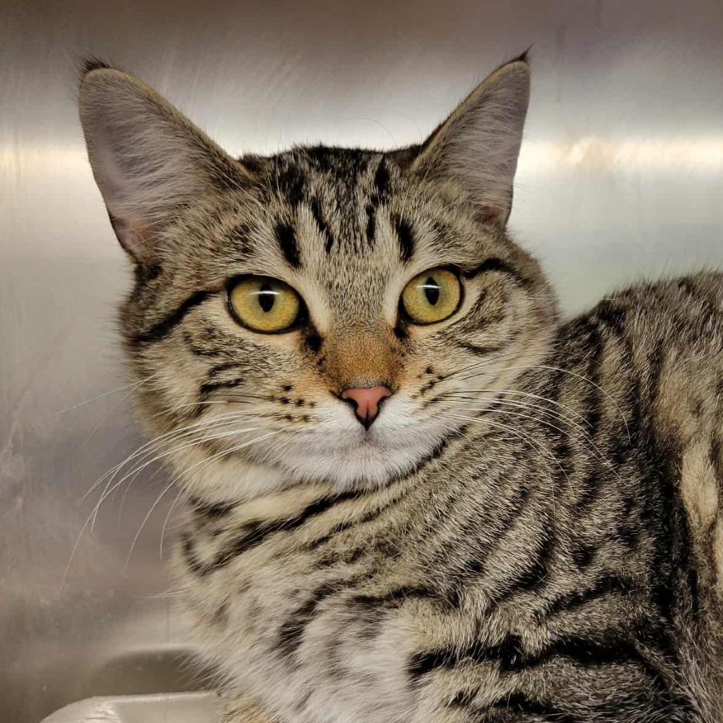 Drizella, a Adoptable Domestic Short Hair in Columbia, MO image 5/6