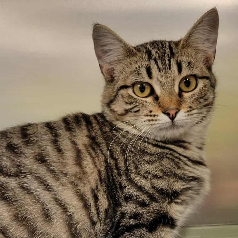 Drizella, a Adoptable Domestic Short Hair in Columbia, MO image 6/6