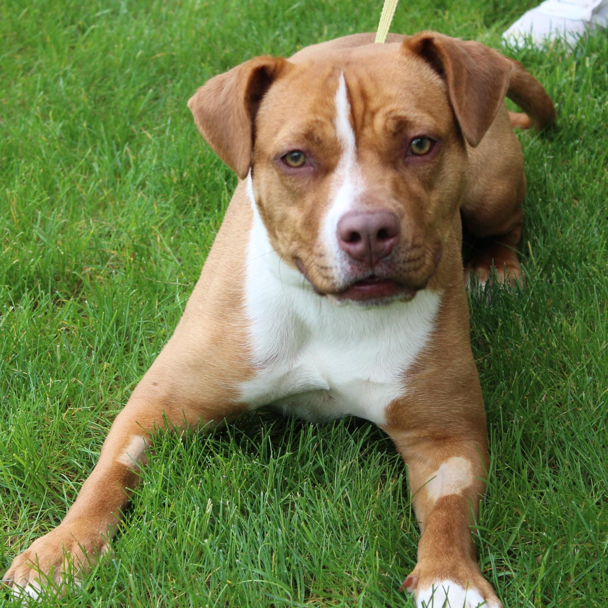 Enlarge Saroyan, a Adoptable American Staffordshire Terrier in Eaton, OH image 2/6