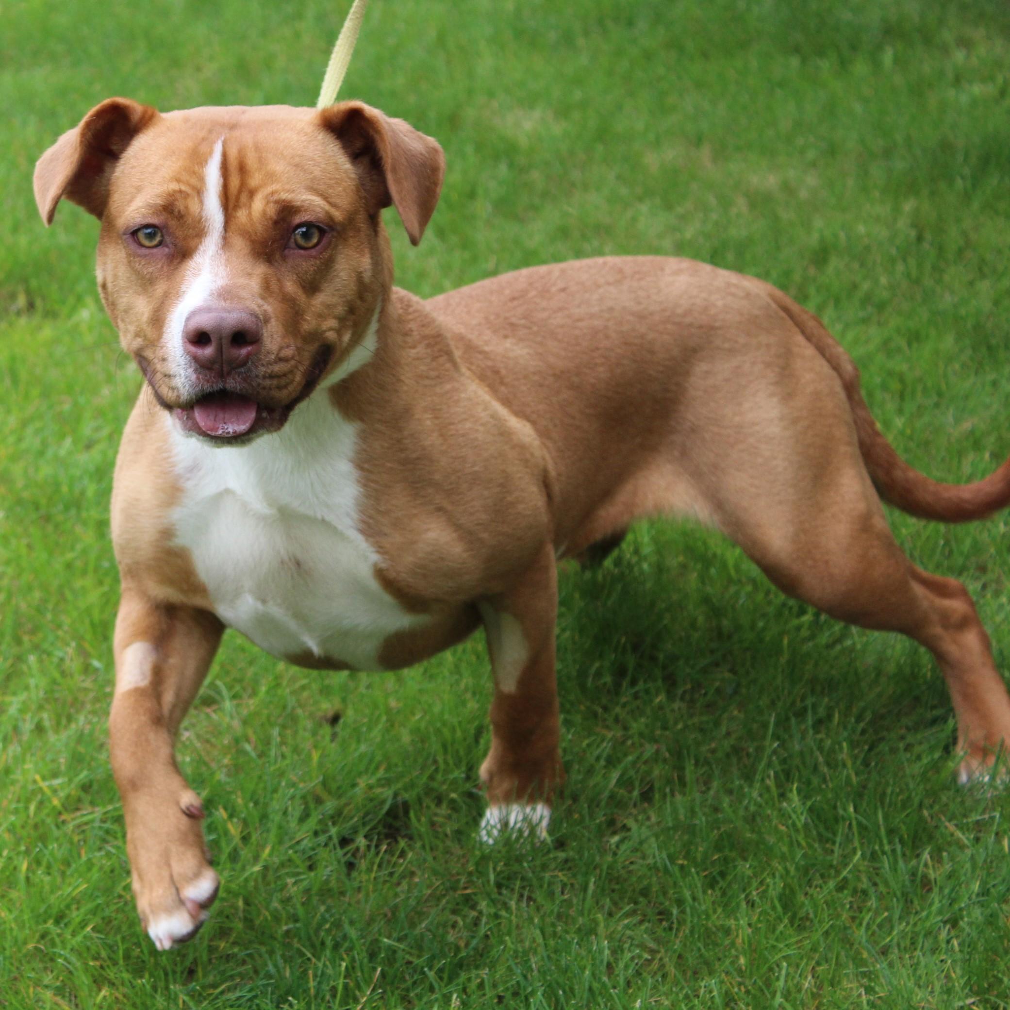 Enlarge Saroyan, a Adoptable American Staffordshire Terrier in Eaton, OH image 3/6