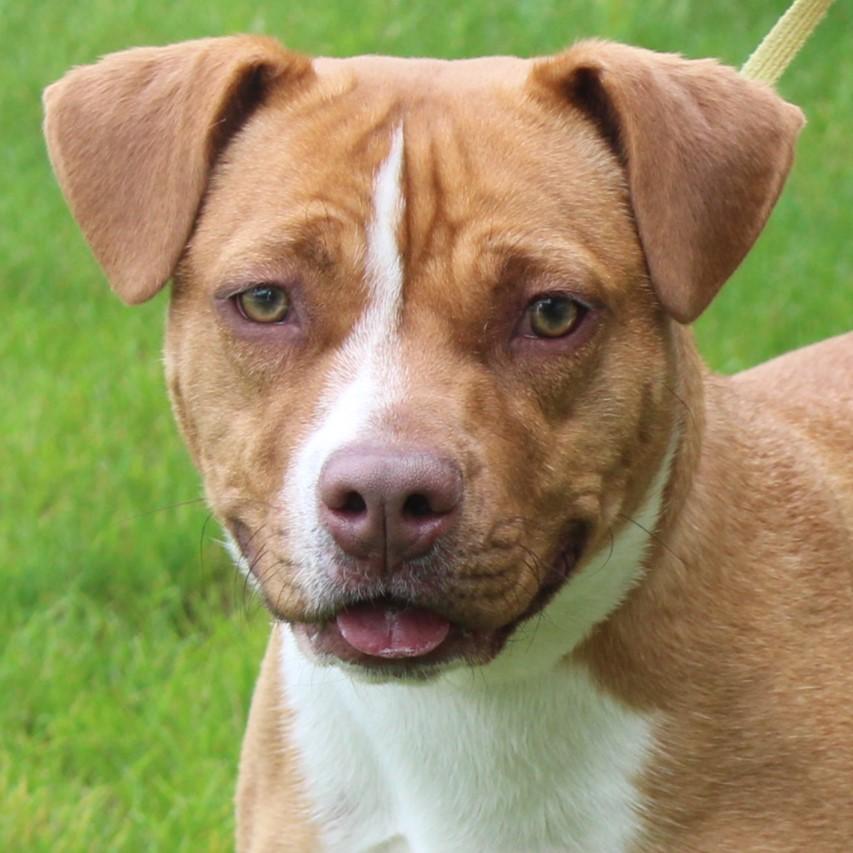 Enlarge Saroyan, a Adoptable American Staffordshire Terrier in Eaton, OH image 1/6