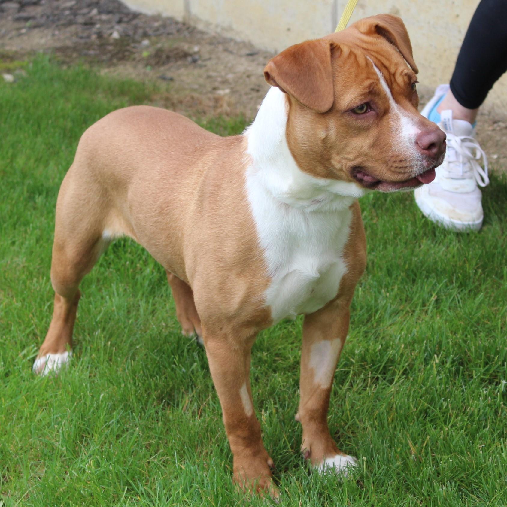 Enlarge Saroyan, a Adoptable American Staffordshire Terrier in Eaton, OH image 4/6