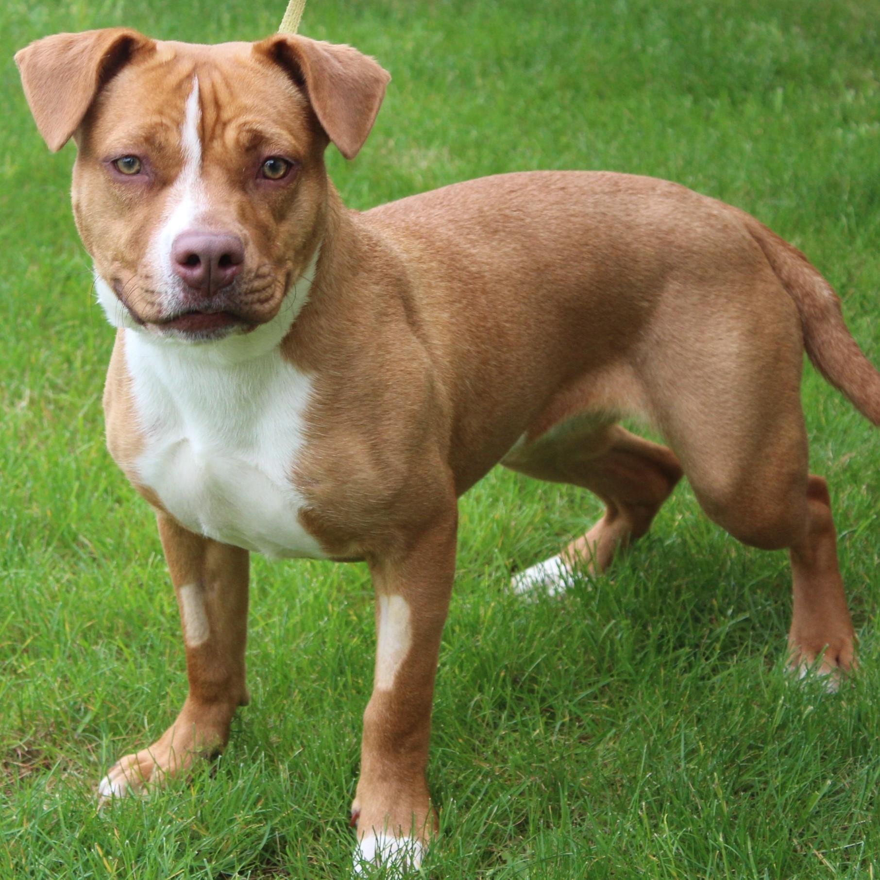 Enlarge Saroyan, a Adoptable American Staffordshire Terrier in Eaton, OH image 5/6