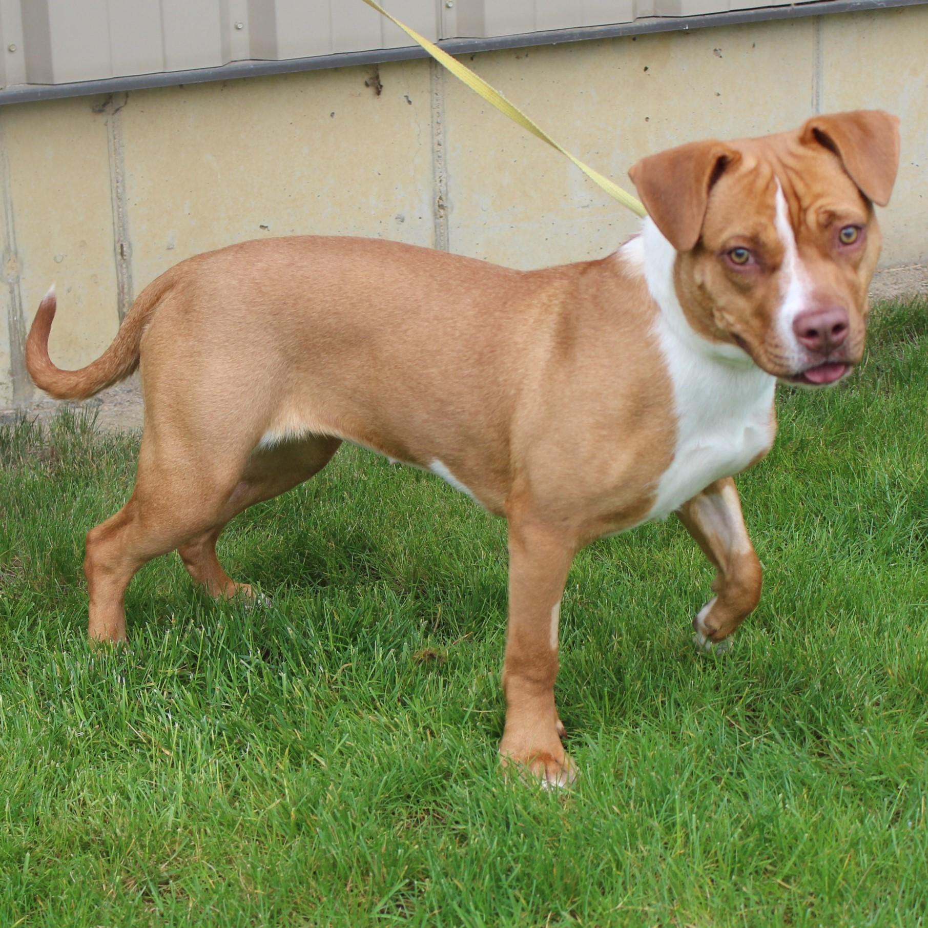 Enlarge Saroyan, a Adoptable American Staffordshire Terrier in Eaton, OH image 6/6