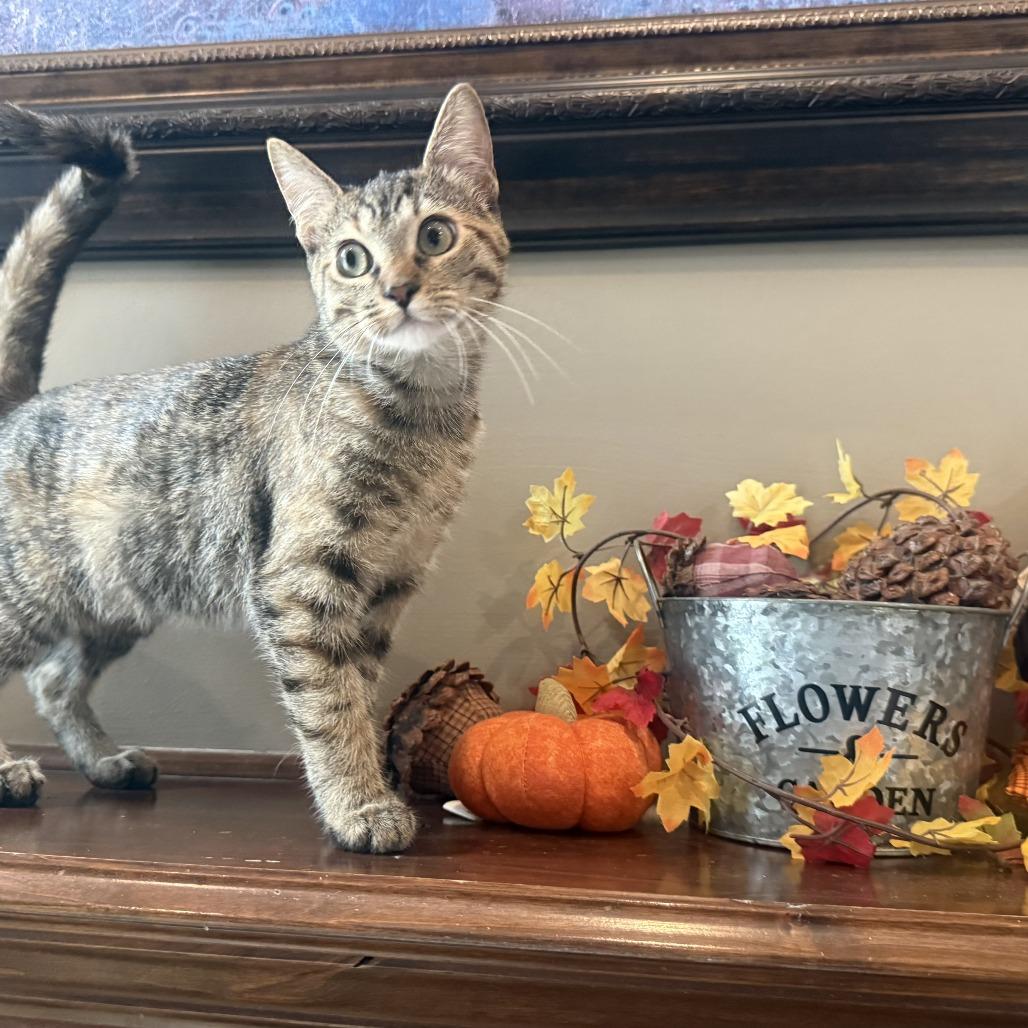 Enlarge Magnolia, a Adoptable Domestic Short Hair in Overland Park, KS image 1/3