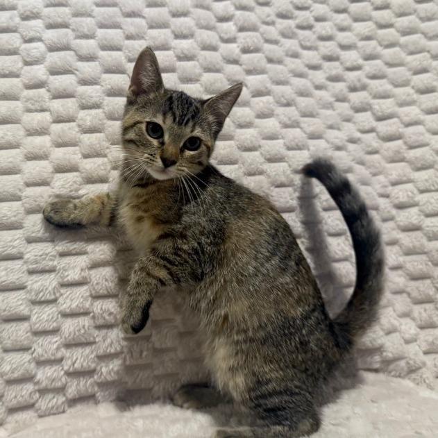Magnolia, Adoptable, Kitten Female Domestic Short Hair.