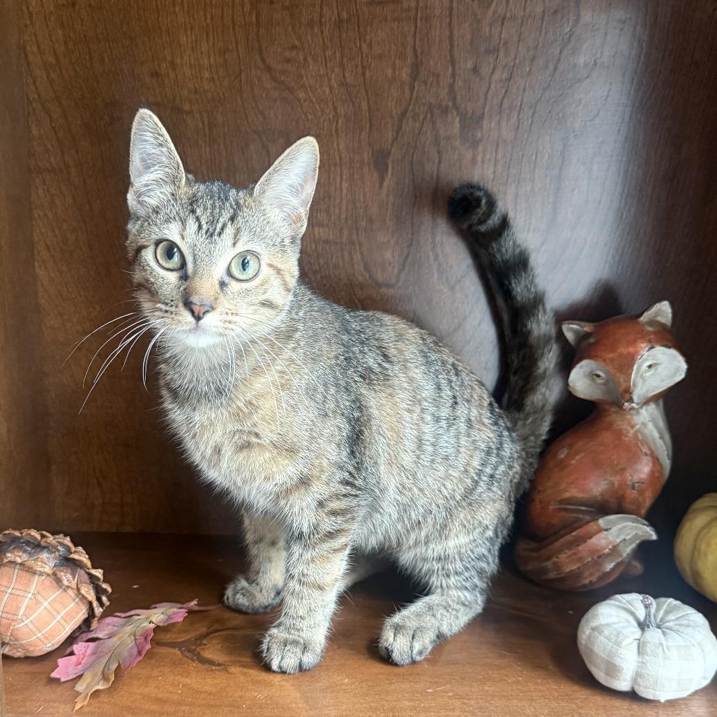 Enlarge Magnolia, a Adoptable Domestic Short Hair in Overland Park, KS image 2/3