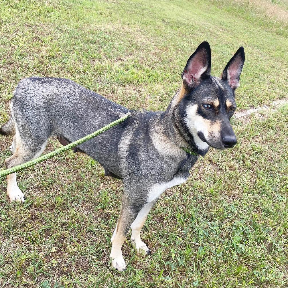 Enlarge Sage, a Adoptable mixed breed in Flower Mound, TX image 3/4