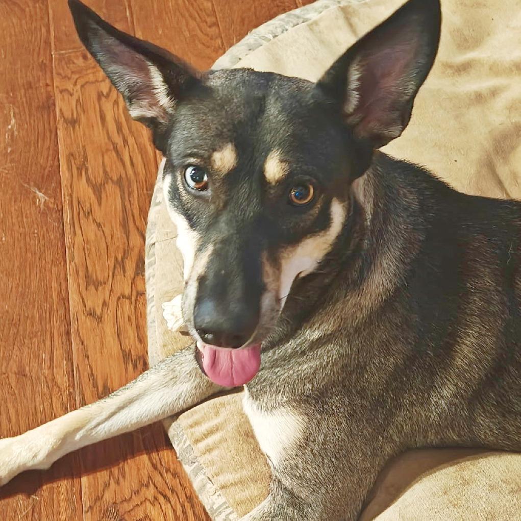 Enlarge Sage, a Adoptable mixed breed in Flower Mound, TX image 1/4