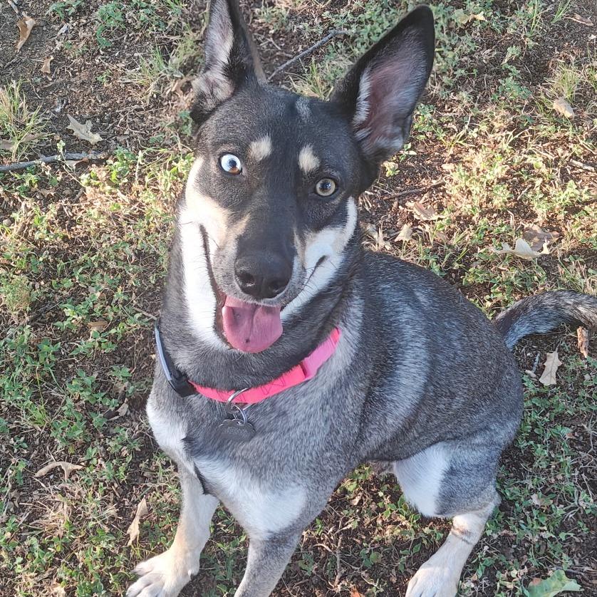 Enlarge Sage, a Adoptable mixed breed in Flower Mound, TX image 2/4