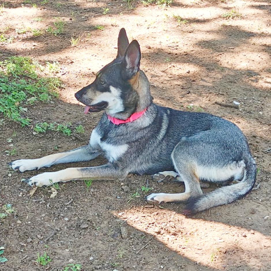 Enlarge Sage, a Adoptable mixed breed in Flower Mound, TX image 4/4