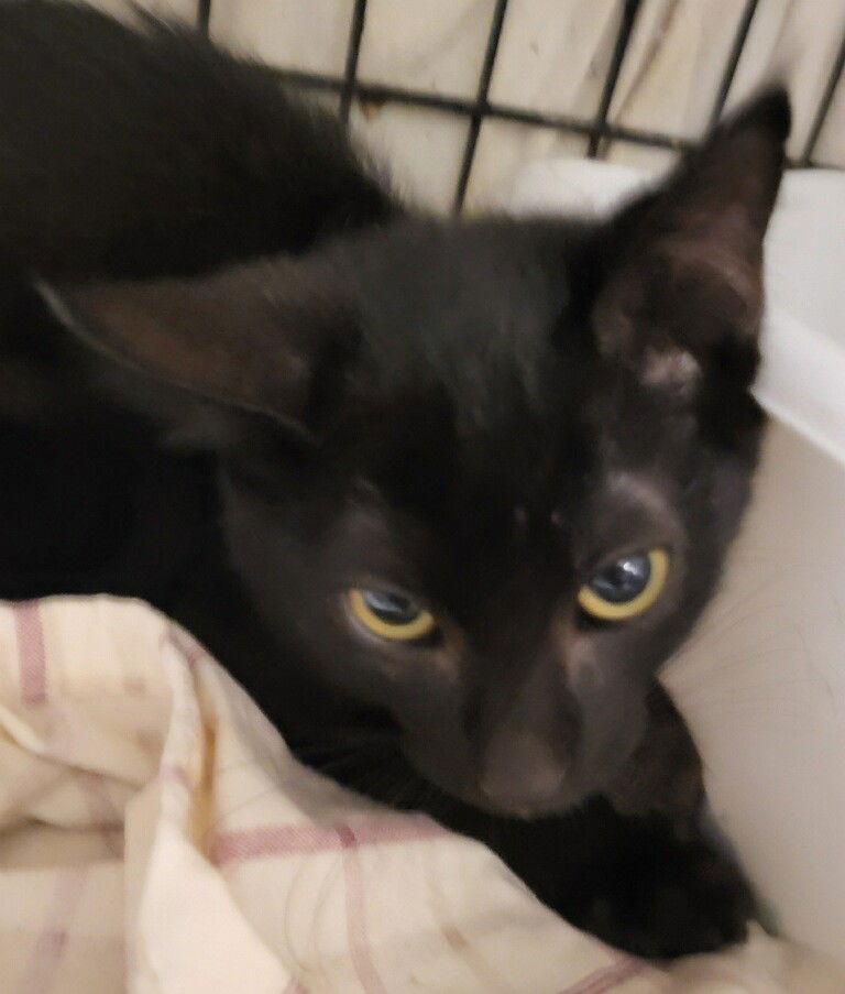 Enlarge Baxter, a Adoptable Domestic Short Hair in Oviedo, FL image 1/2