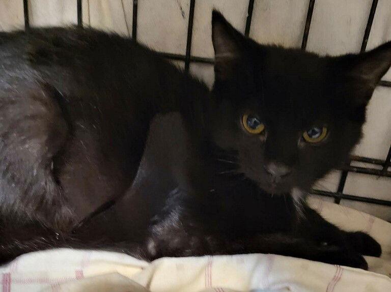 Enlarge Baxter, a Adoptable Domestic Short Hair in Oviedo, FL image 2/2