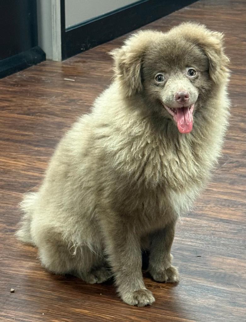 HAMLET, Adopted, Puppy Male Pomeranian.